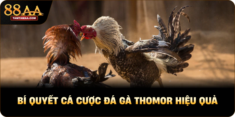 Bí quyết cá cược đá gà thomor hiệu quả Bí quyết cá cược đá gà thomor hiệu quả