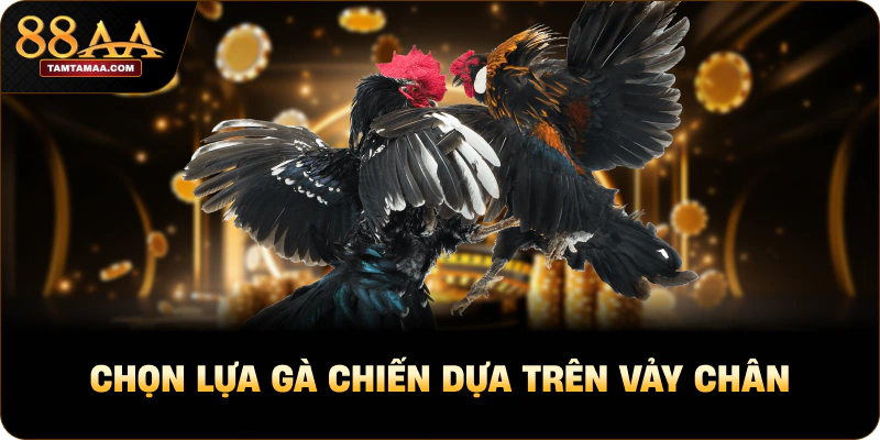 Chọn lựa gà chiến dựa trên vảy chân