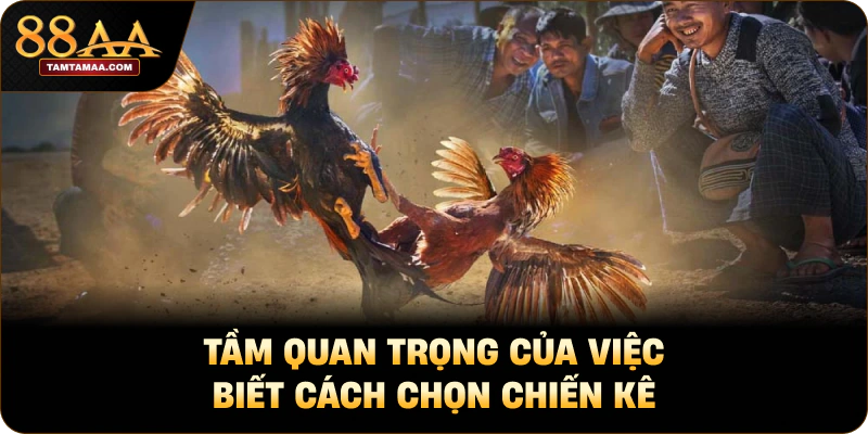 Tầm quan trọng của việc biết cách chọn chiến kê